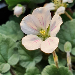 Erodium Reichardii 'Album'